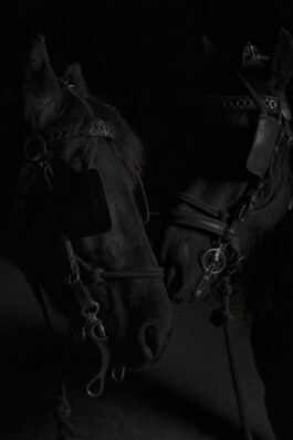 Rodeh Safe and Sound Poster Series Alona Rodeh, Girl (from the Safe and Sound Poster Series), 2015